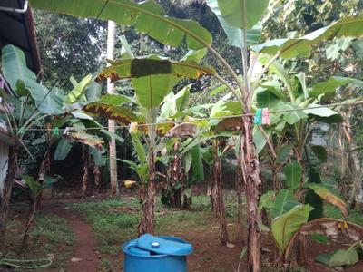 Image of 3267 Sq.ft Residential Plot / Land for sale in Guruvayur, Thrissur for Rs. 1700000