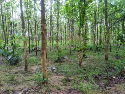 Image of 1944 Sq.ft Residential Plot / Land for sale in Pallakadiyam, Rajahmundry for Rs. 1458000