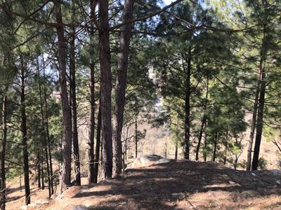 Image of 10800 Sq.ft Residential Plot / Land for sale in Pandeykhola, Almora for Rs. 1000000