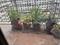Green wood chakala Balcony 1