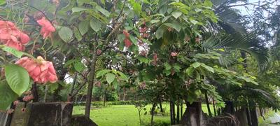 Image of 889 Sq.ft 2 BHK Apartment / Flat for sale in Manokamana Pearl Exotica, Dabgram, Siliguri for Rs. 3733800
