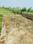 Yeida Plot View 2