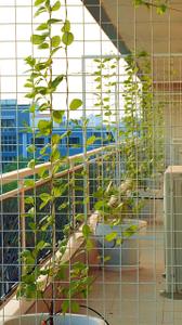 Balcony Image of 250 Sq.ft 1 RK Apartment / Flat for rent in Sector 15 Gurgaon for Rs. 24000