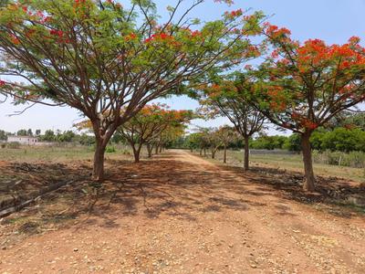 Image of 1530 Sq.ft Residential Plot / Land for sale in Hoskote, Bengaluru for Rs. 3672000