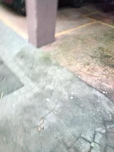 Image of 1350 Sq.ft 3 BHK Apartment / Flat for rent in Dum Dum, Kolkata for Rs. 26000