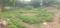 Chettipunyam Plot View 2