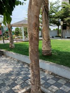 Image of 1000 Sq.ft Residential Plot / Land for sale in Limbodi, Indore for Rs. 6400000