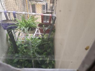 Balcony Image of 1650 Sq.ft 2 BHK Builder Floor for rent in Saket New Delhi for Rs. 60000