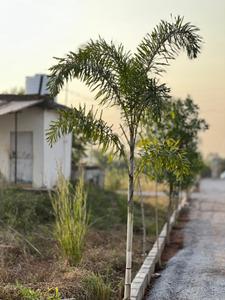 Image of 800 Sq.ft Residential Plot / Land for sale in Naya Raipur, Raipur for Rs. 399000