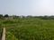 Sonargaon 2 Sonarpur Plot View 1