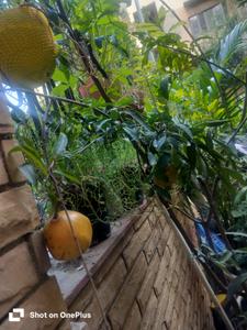 Balcony Image of Ruchika homestay-pocket f in Sarita Vihar, New Delhi