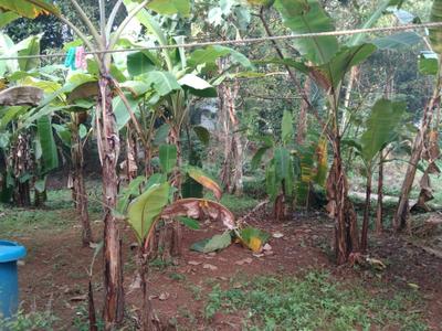 Image of 3267 Sq.ft Residential Plot / Land for sale in Guruvayur, Thrissur for Rs. 1700000