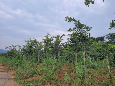 Image of 1800 Sq.ft Residential Plot / Land for sale in Charan Sandal Gardens, Ravikamatham, Visakhapatnam for Rs. 1300000