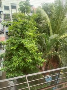 Balcony Image of 670 Sq.ft 1 BHK Apartment / Flat for rent in Pimple Saudagar Pune for Rs. 20000