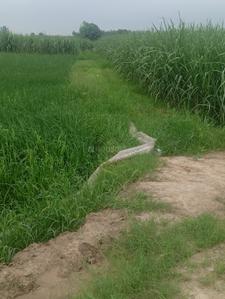 Image of 7163 Sq.ft Residential Plot / Land for sale in kairana, Shamli for Rs. 12000000