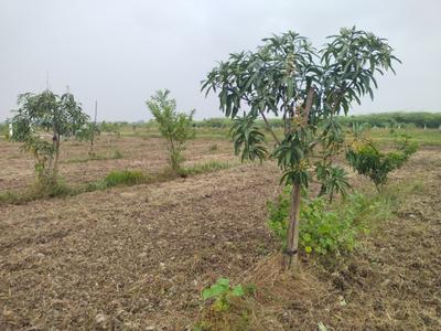 Image of 9600 Sq.ft Residential Plot / Land for sale in Walajabad, Chennai for Rs. 2400000