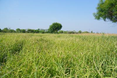 Image of 10000 Sq.ft Residential Plot / Land for sale in Singanahalli, Madhugiri, Tumkur for Rs. 2000000