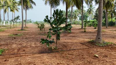 Image of 9600 Sq.ft Residential Plot / Land for sale in Panjappur, Tiruchirappalli for Rs. 8900000