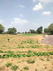 Image of 326041 Sq.ft Residential Plot / Land for sale in Mathania, Jodhpur for Rs. 48000000