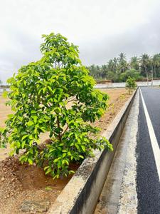 Image of 525 Sq.ft Residential Plot / Land for sale in Madukkarai, Coimbatore for Rs. 879900