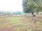 Perne Plot View 2