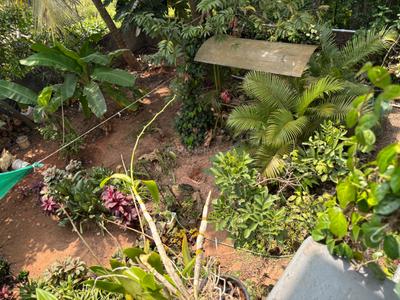 Image of 2500 Sq.ft 3 BHK Independent House for sale in Alangad, Kochi for Rs. 11000000