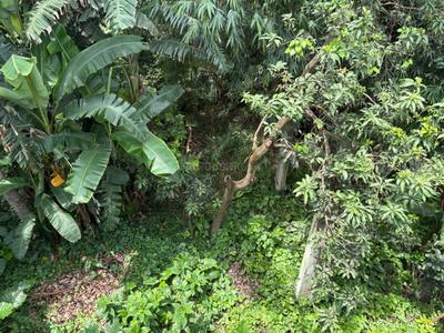 Image of 4320 Sq.ft Residential Plot / Land for sale in Barasat, Kolkata for Rs. 5000000