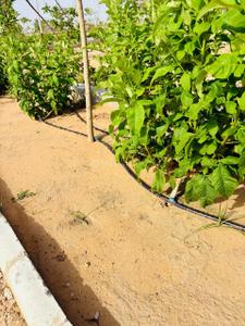 Image of 900 Sq.ft Residential Plot / Land for sale in Begas, Jaipur for Rs. 1800000