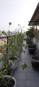 Balcony Image of 1350 Sq.ft 1 BHK Apartment / Flat for rent in Sector 24 Gurgaon for Rs. 36500
