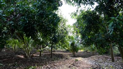 Image of 10890 Sq.ft Residential Plot / Land for sale in Kinathukadavu, Coimbatore for Rs. 7500000