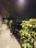 Balcony Image of SukhVasa Luxury PG in Sector 48, Gurgaon