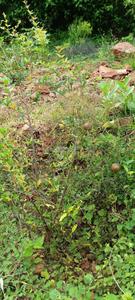 Image of 4000 Sq.ft Residential Plot / Land for sale in Anakapalle, Visakhapatnam for Rs. 8500000