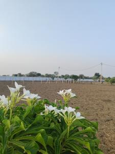 Image of 5000 Sq.ft 2 BHK Farm House for sale in Phanda Kala, Bhopal for Rs. 3800000