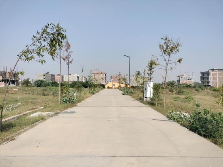 Amolik Aster Woods Main Image 1