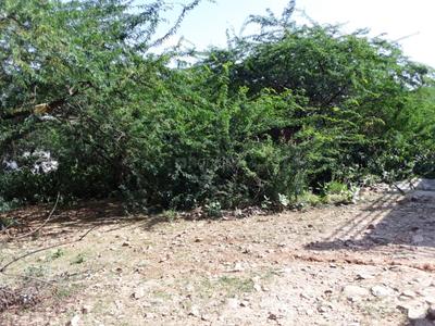 Pili Ki Talai Plot View 2