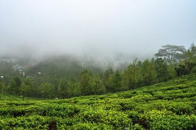 Image of 9147 Sq.ft Residential Plot / Land for sale in Kotagiri, Ooty for Rs. 6195000