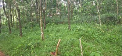 Rayamangalam Plot View 2