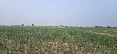 Image of 19000 Sq.ft Residential Plot / Land for sale in Lothal, Ahmedabad for Rs. 47500000