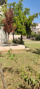 Image of 1800 Sq.ft 3 BHK Villa for sale in Motera, Ahmedabad for Rs. 22000000