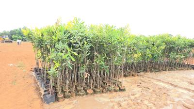 Image of 100 Sq.ft Residential Plot / Land for sale in Bhogapuram, Visakhapatnam for Rs. 650000