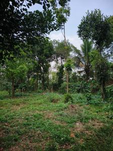 Image of 700 Sq.ft 4 BHK Independent House for sale in Payyampally, Wayanad for Rs. 6500000