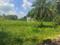 Diamond Park, Joka Plot View 2