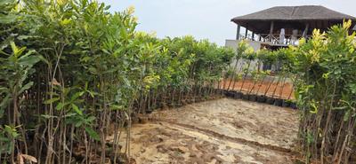 Image of 100 Sq.ft Residential Plot / Land for sale in Bhogapuram, Visakhapatnam for Rs. 650000