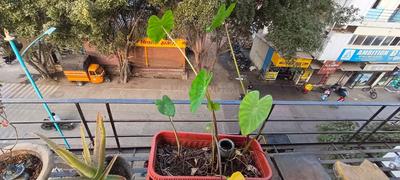 Balcony Image of 960 Sq.ft 2 BHK Apartment / Flat for sale in Rahatani Pune for Rs. 6000000