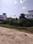 Sinaula malsi Plot View 2