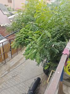 Balcony Image of 900 Sq.ft 2 BHK Builder Floor for rent in Aya Nagar New Delhi for Rs. 20000