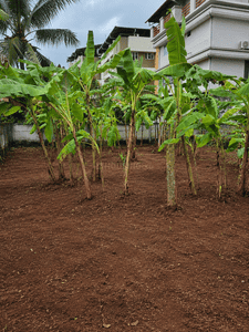 Image of 1960 Sq.ft Residential Plot / Land for sale in Kottappuram, Thrissur for Rs. 6750000