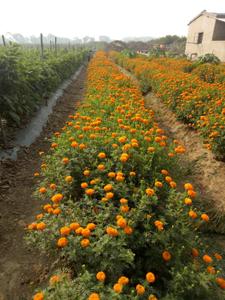Image of 5000 Sq.ft Residential Plot / Land for sale in Tatibandh, Raipur for Rs. 3375000