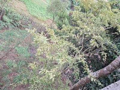 Image of 2376 Sq.ft 5 BHK Independent House for sale in Bardowali, Agartala for Rs. 13500000