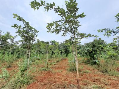 Image of 1800 Sq.ft Residential Plot / Land for sale in Charan Sandal Gardens, Ravikamatham, Visakhapatnam for Rs. 1300000